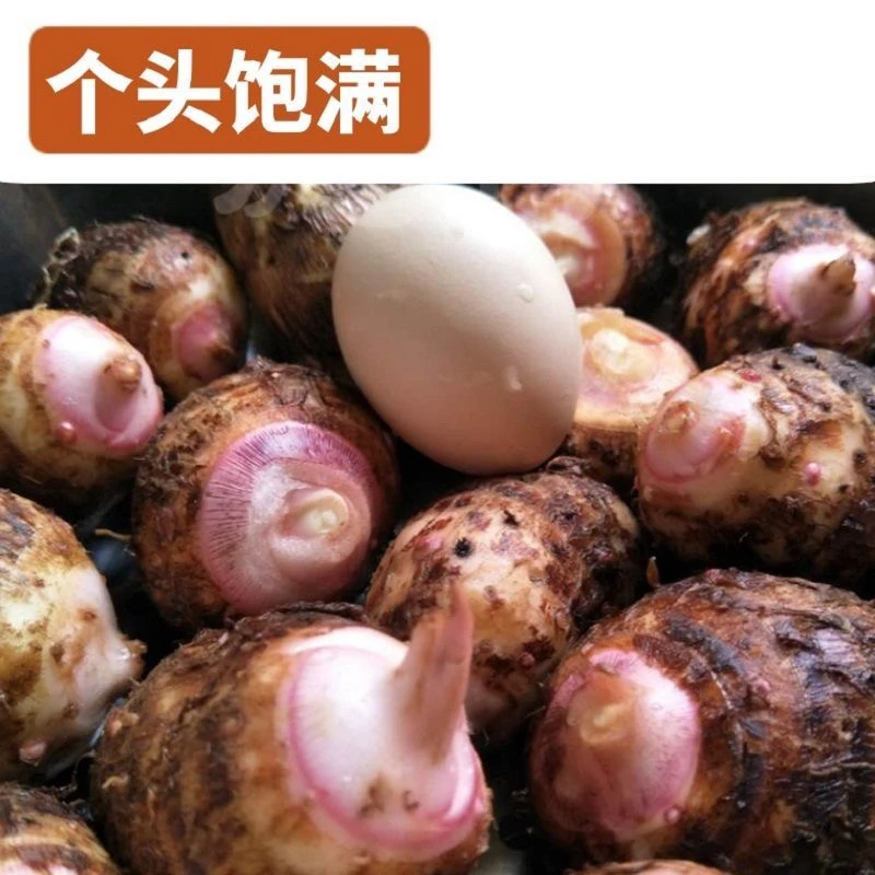 新鲜现挖红芽芋艿软糯香甜小芋头