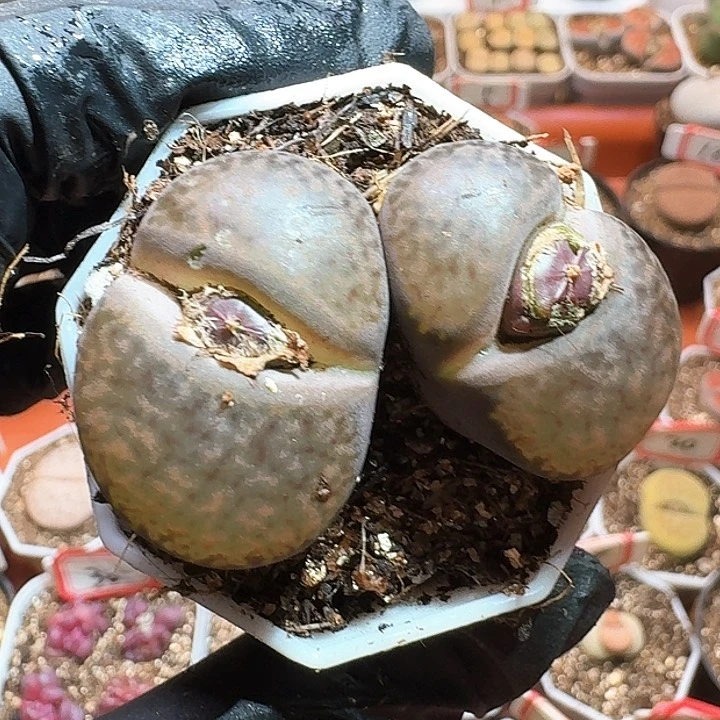 生石花23:：：。  205