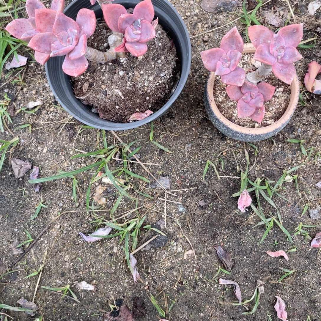 是***啊2453  旭鹤两颗  六月六