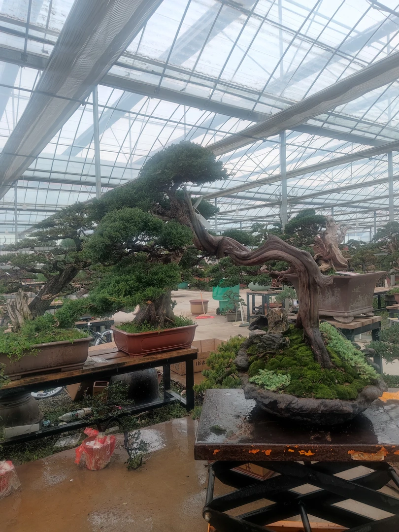 一物一拍松柏盆景