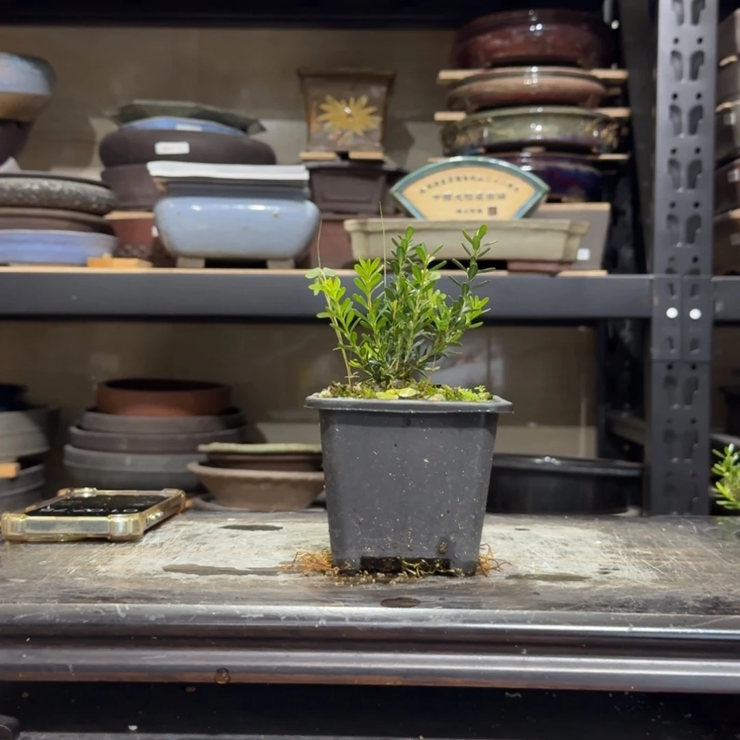 佛**年f h g g g gv h