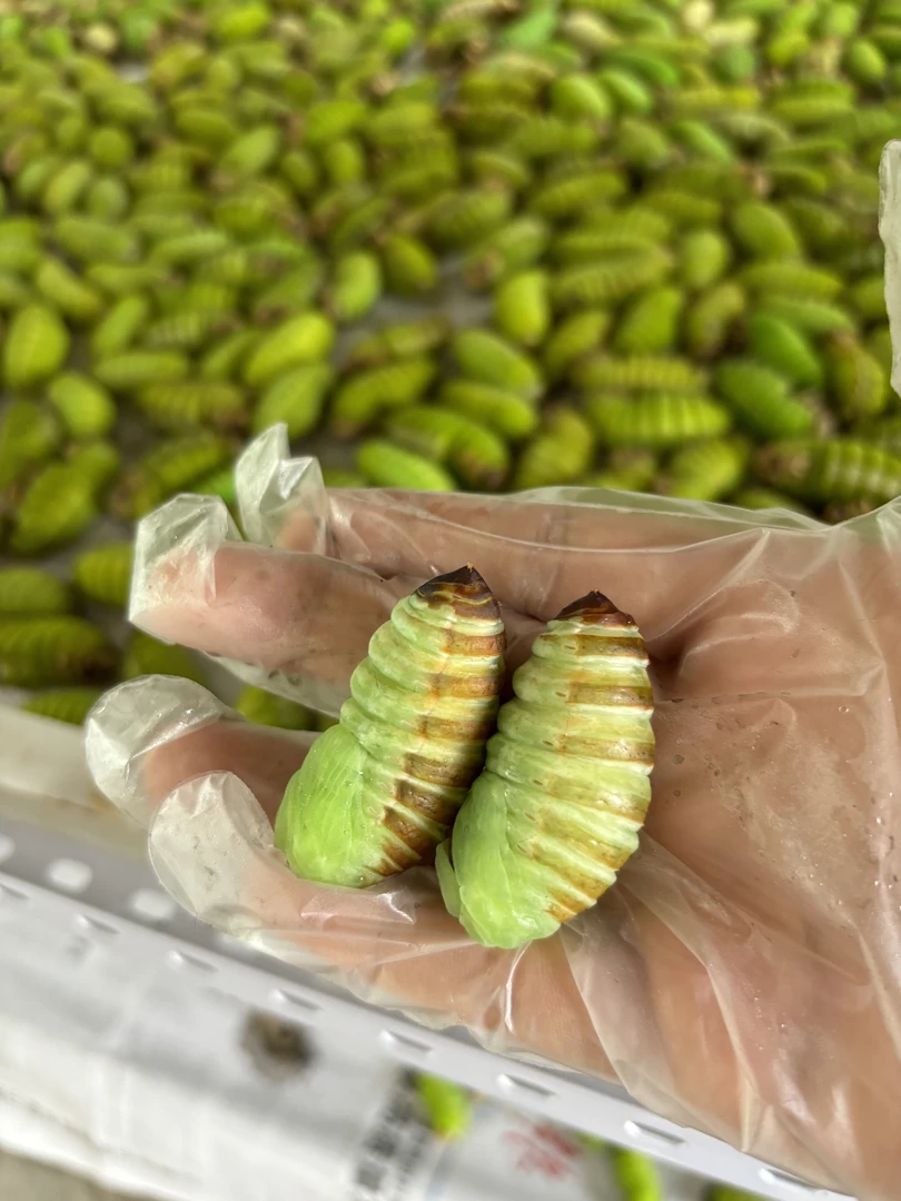 东北神仙蛹（没有皮全是肉）