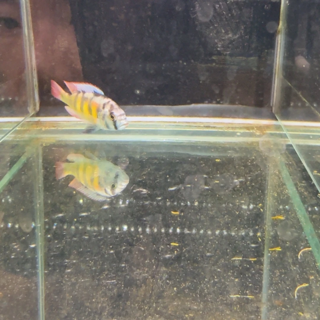 慈鲷1240厚皮。