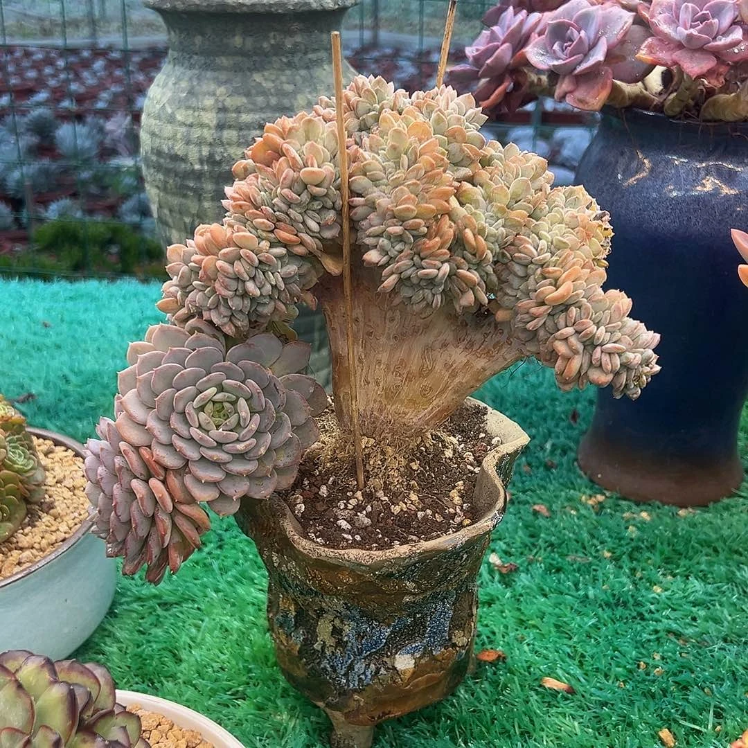 玛瑙坠，，，，，，，，，，，，，，，