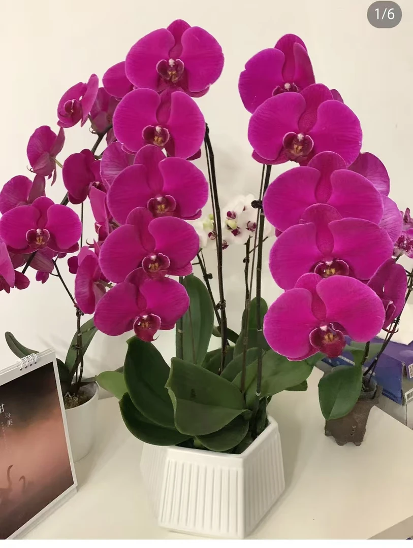 两颗一组【大辣椒1.7杯。不带剑】宝宝苗。叶子开裂。不售后