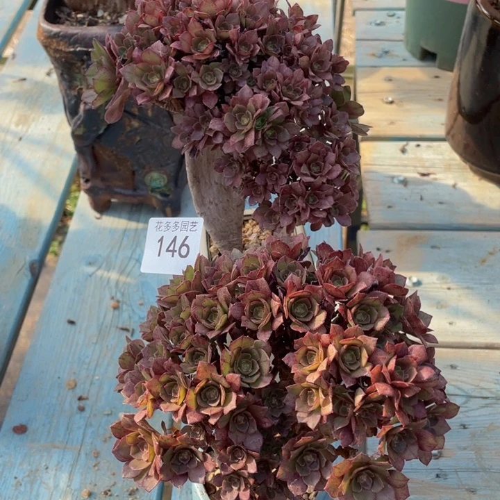 *️***146号俩颗万圣节朵朵