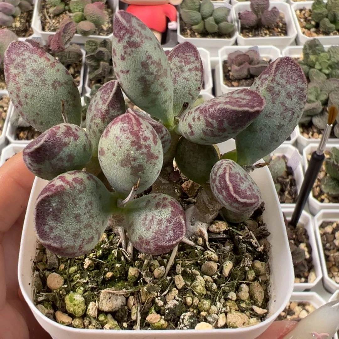 艾薇多头纯木质桩多肉植物水泡