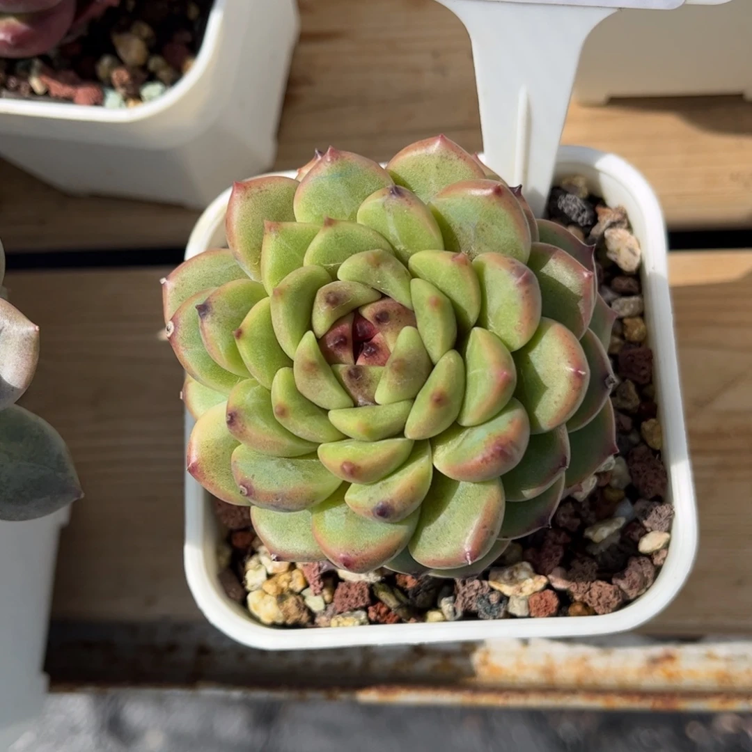 我***扬多肉植物3484………“mm