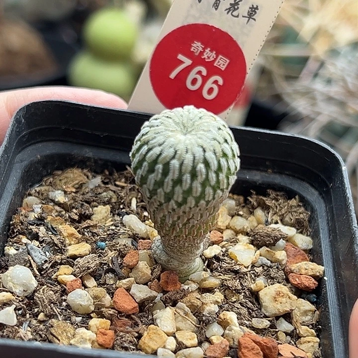 实生赤花精巧殿1.8cm