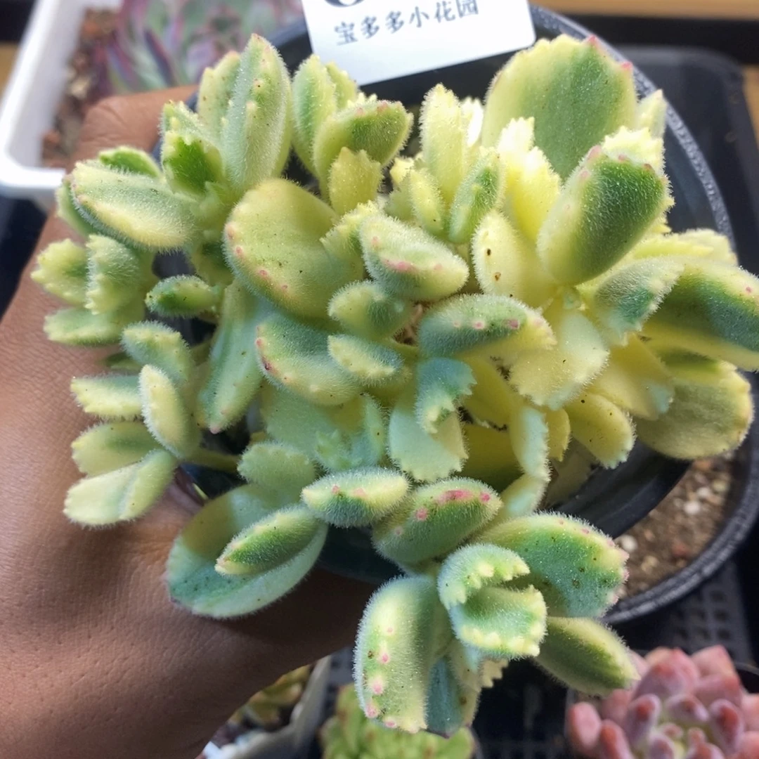 白熊一物一拍满20包邮满26送一颗多肉