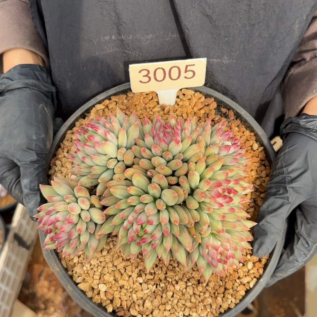 二代鱼。  3005号。