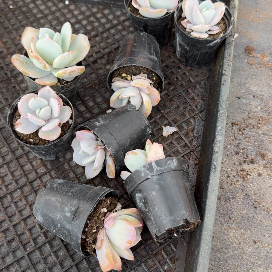 多肉杂交一物一拍11-88