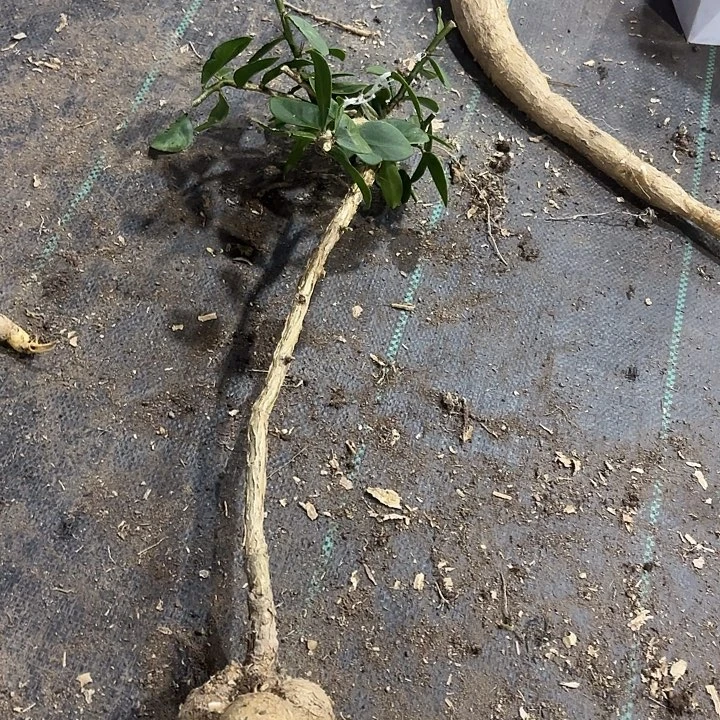 爱***婆当前无花栽培后可以开花