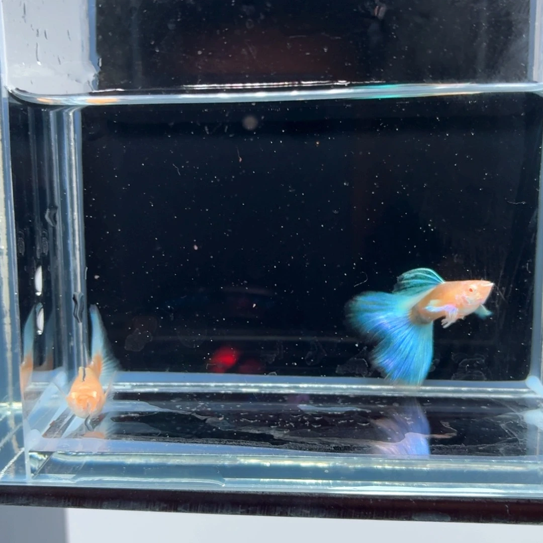 孔雀鱼蓝白鸥翼一对（32）