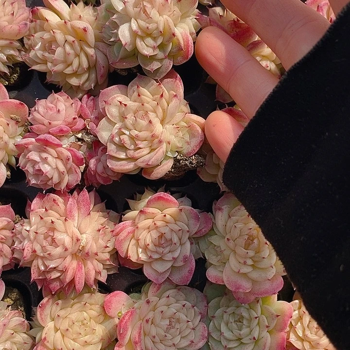 48 多肉植物盆栽花卉植物