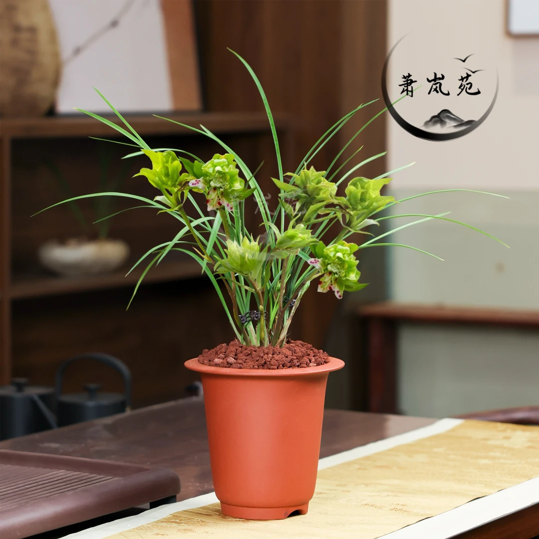 春兰【大唐盛世】精品国兰奇花浓香型高端品质兰花室内绿植盆栽好养