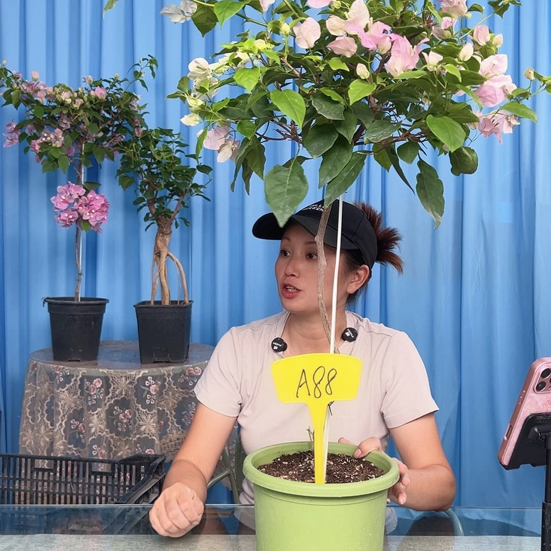 海***洋大部分开放少量花苞A88广红樱