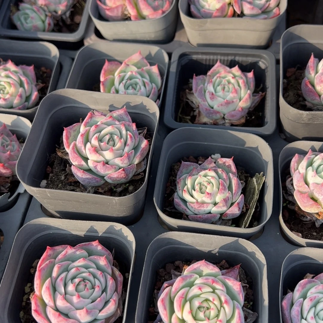 天上人间到手3颗量拍多肉满18元包邮下午发货