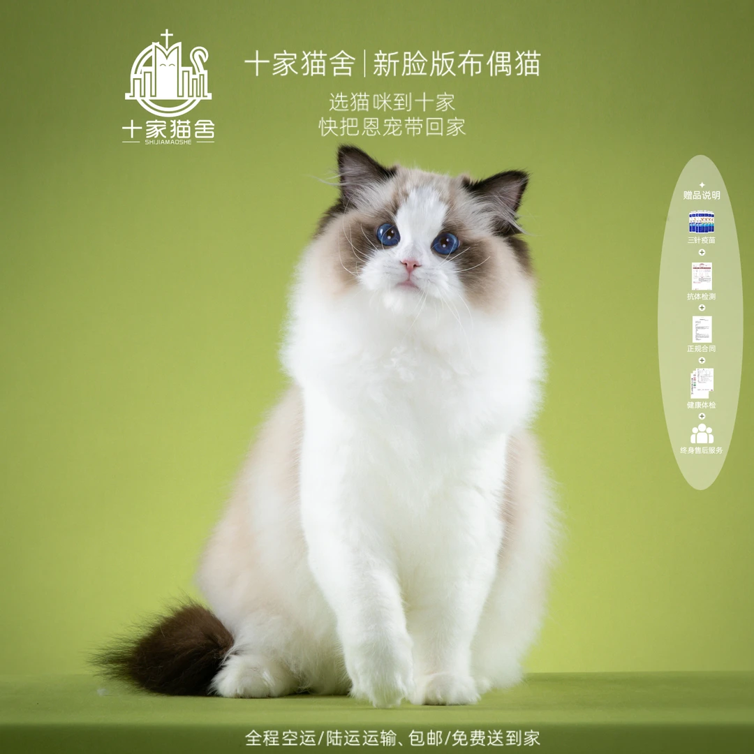 【十家猫舍】露珠-妹妹I新脸版布偶猫I猫咪宠物活体
