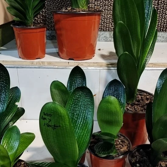 8***0完全开放君子兰一物一拍不退不换看好下单