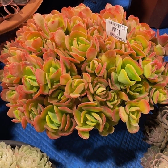 用****4火焰玫瑰19151多肉