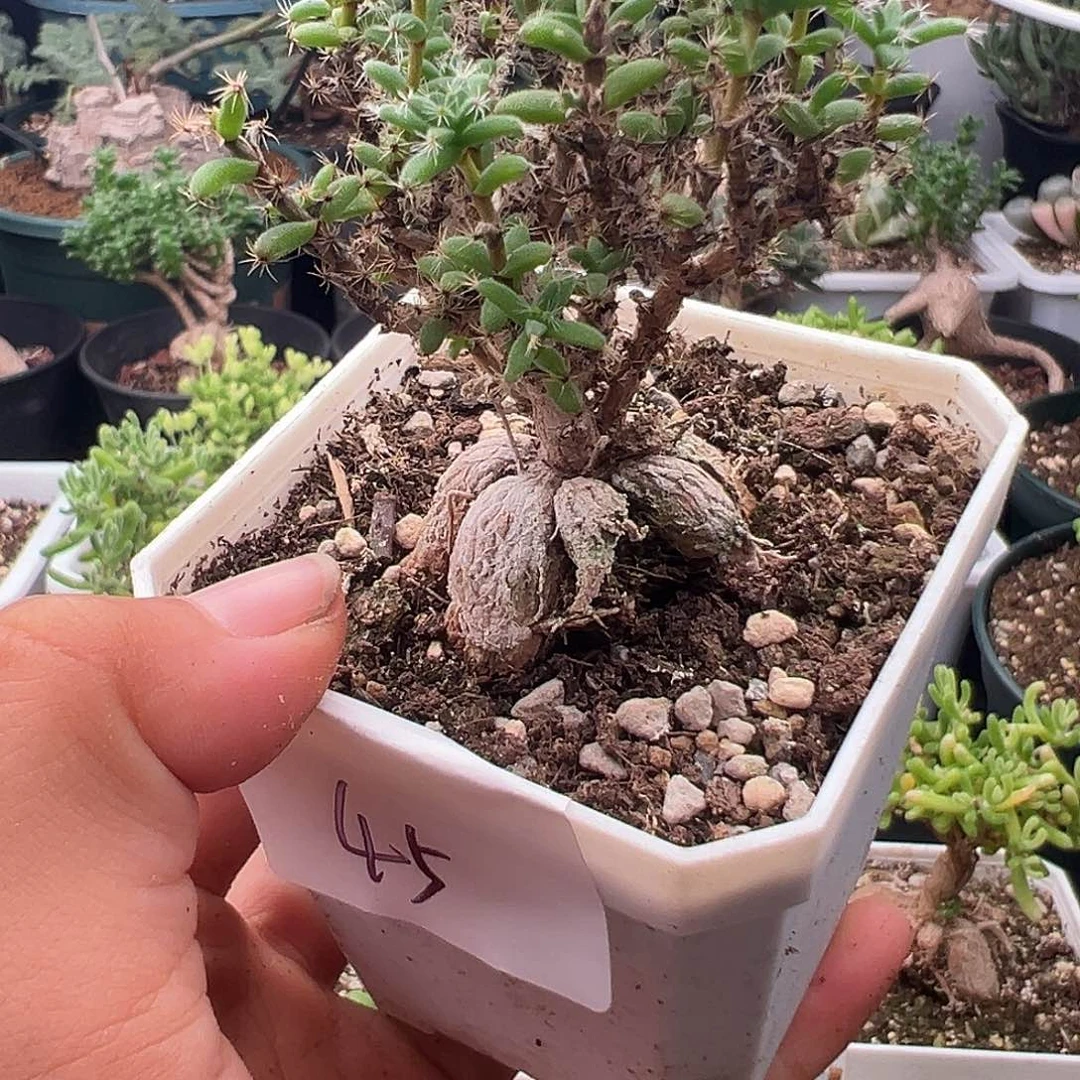 45号多腿姬红小松10.14多肉