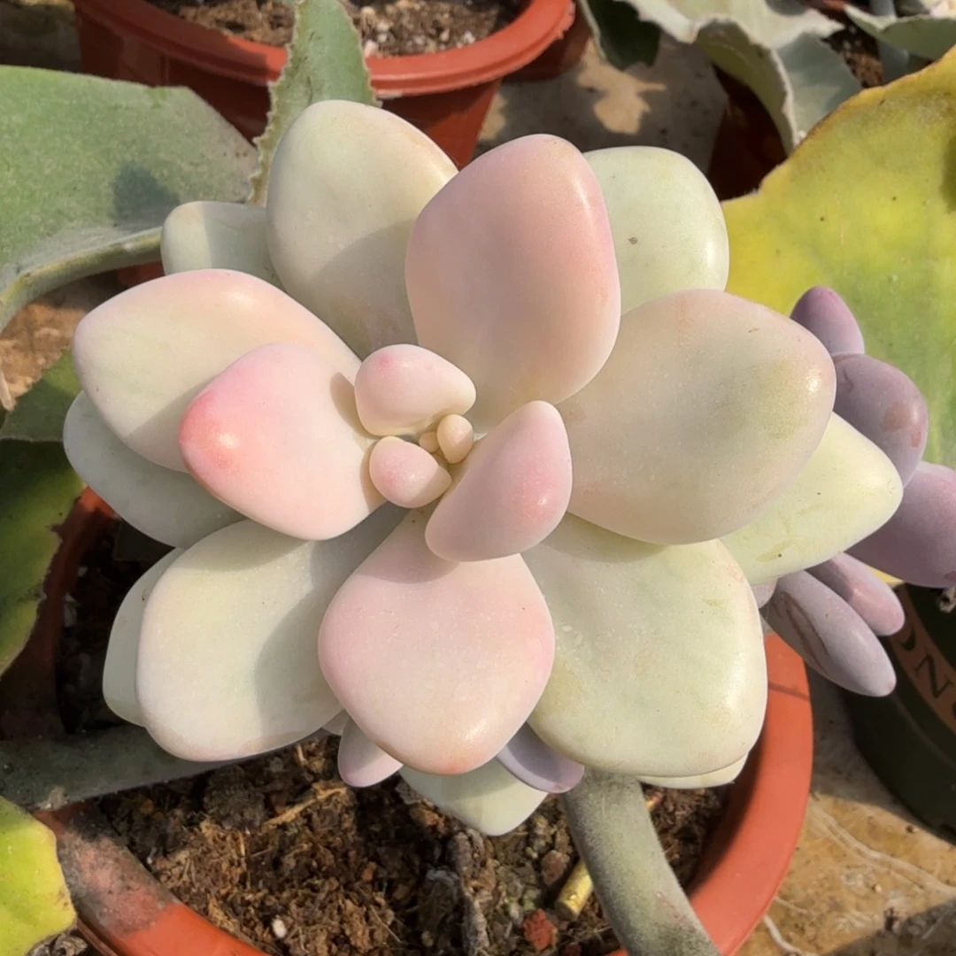 大叶桃蛋锦腹欧锦一刻的锦