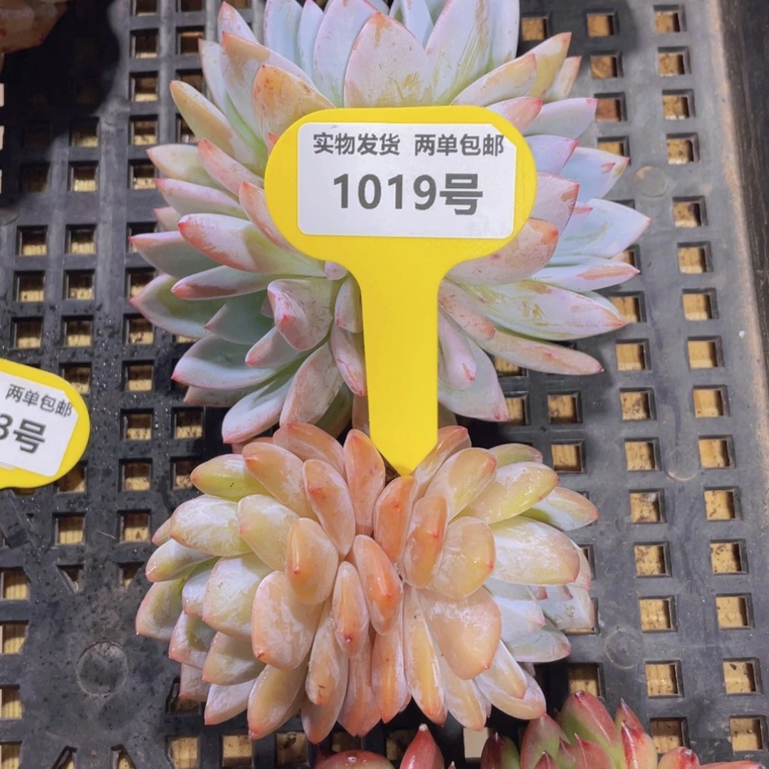 1019号 老桩韩橙加嫦娥