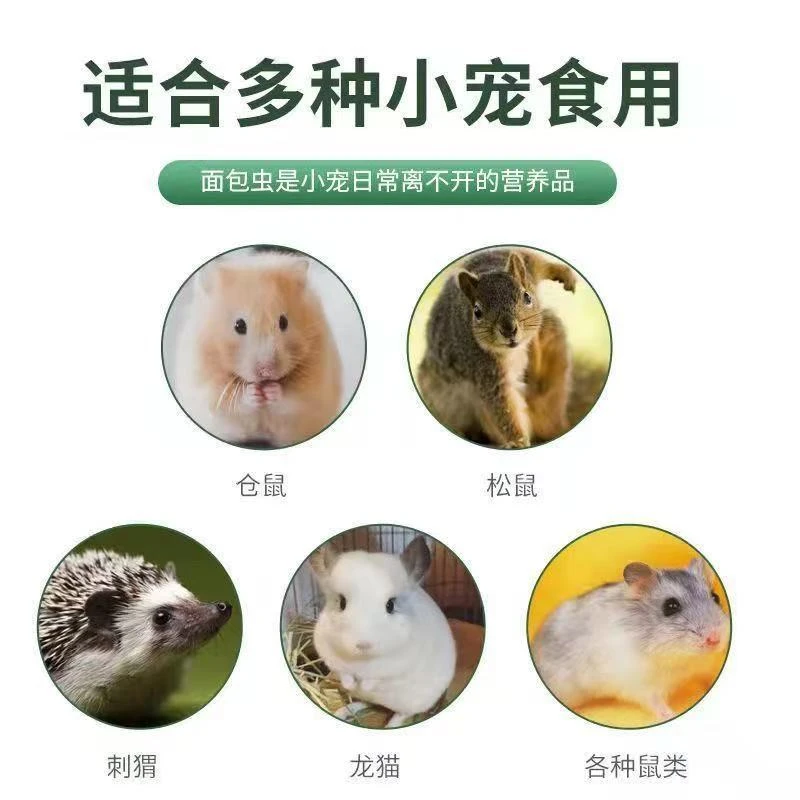 面包虫活体黄粉虫可作鹦鹉鱼乌龟画眉鸟等饲料
