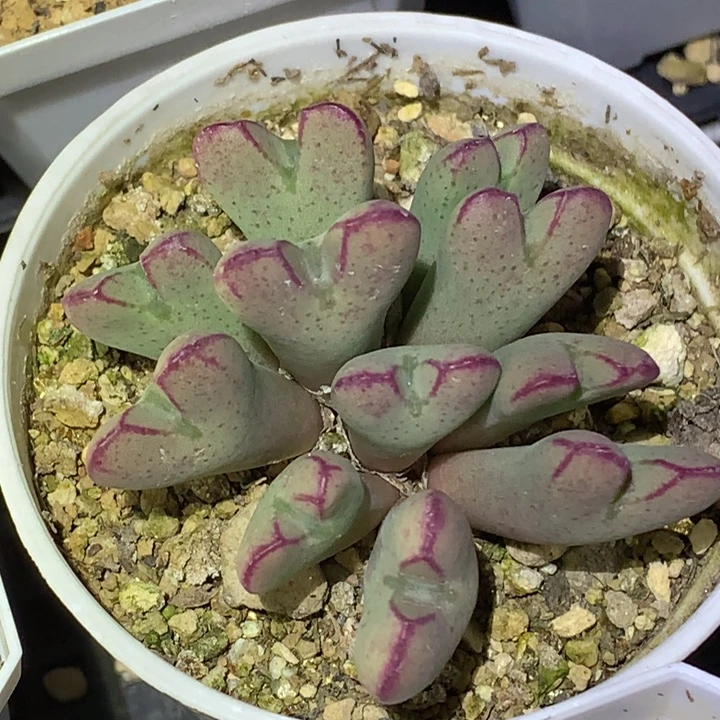 精品多肉植物精品少将杂交