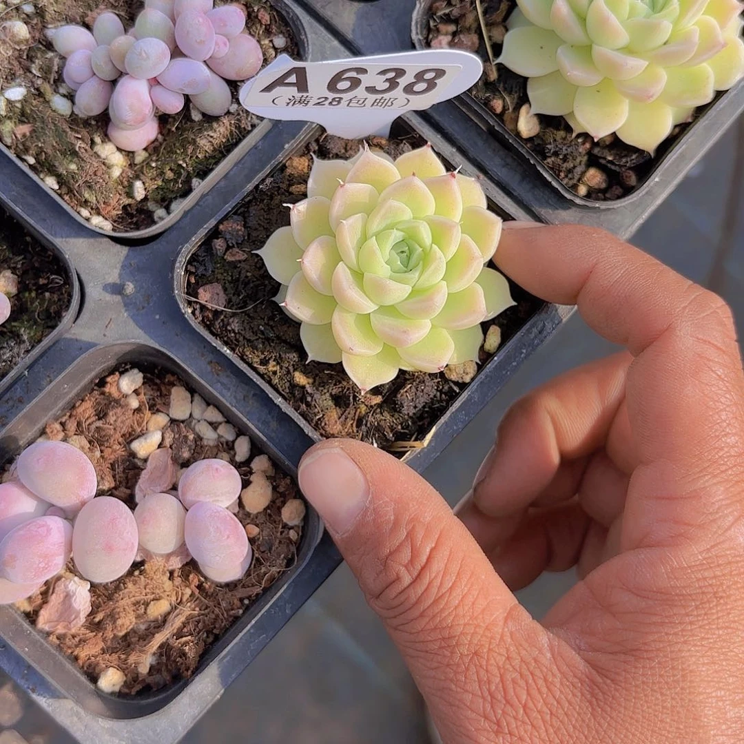 向*仙A638麦秆一物一拍