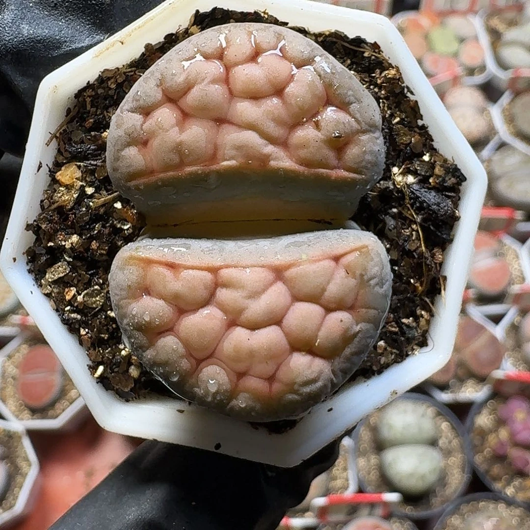 菲***崽生石花33:：。 102号