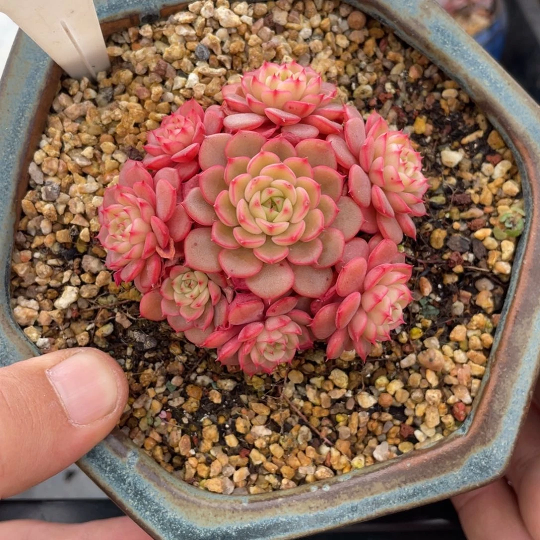 0008糖果宝贝不带盆7厘米