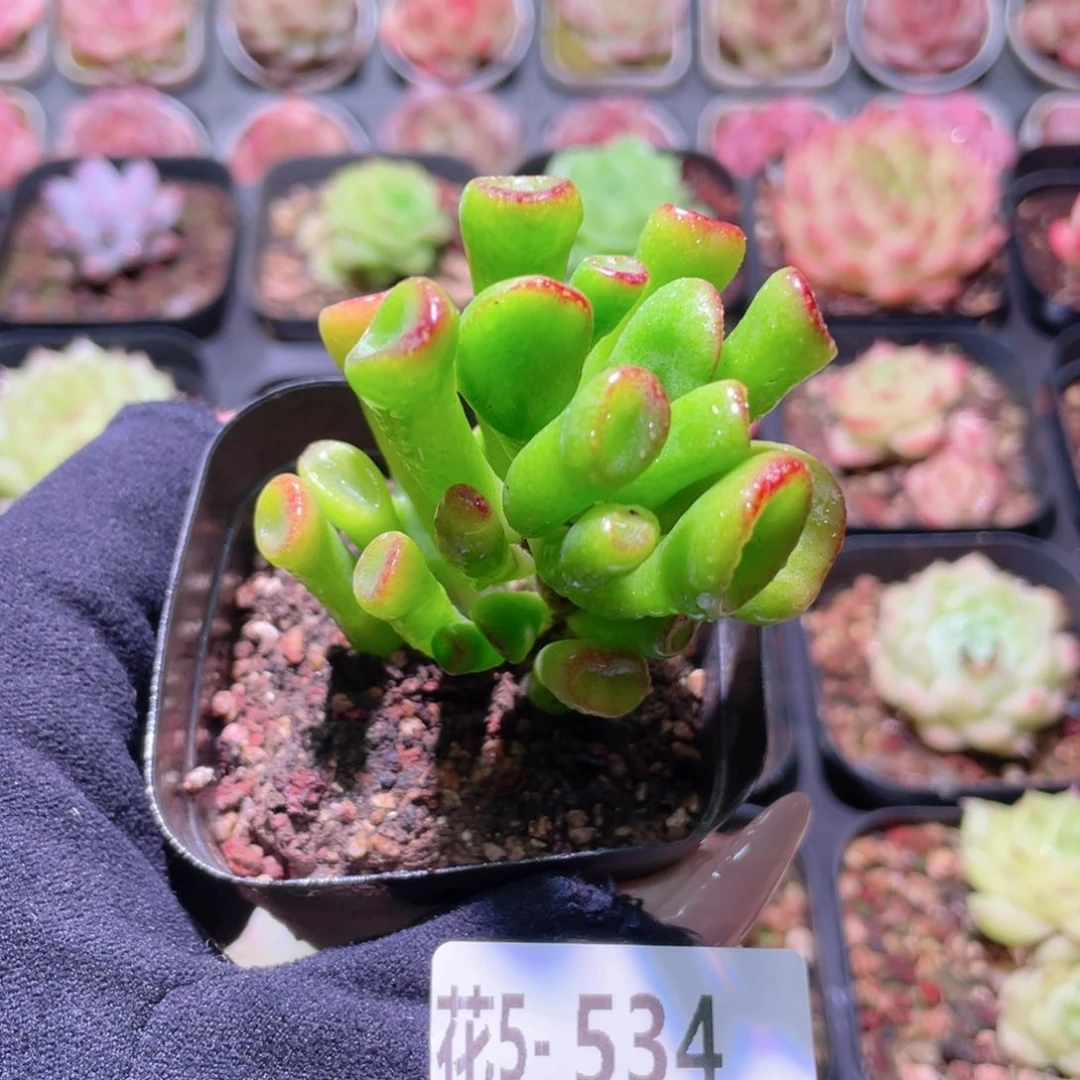 花利美5-534吸财树