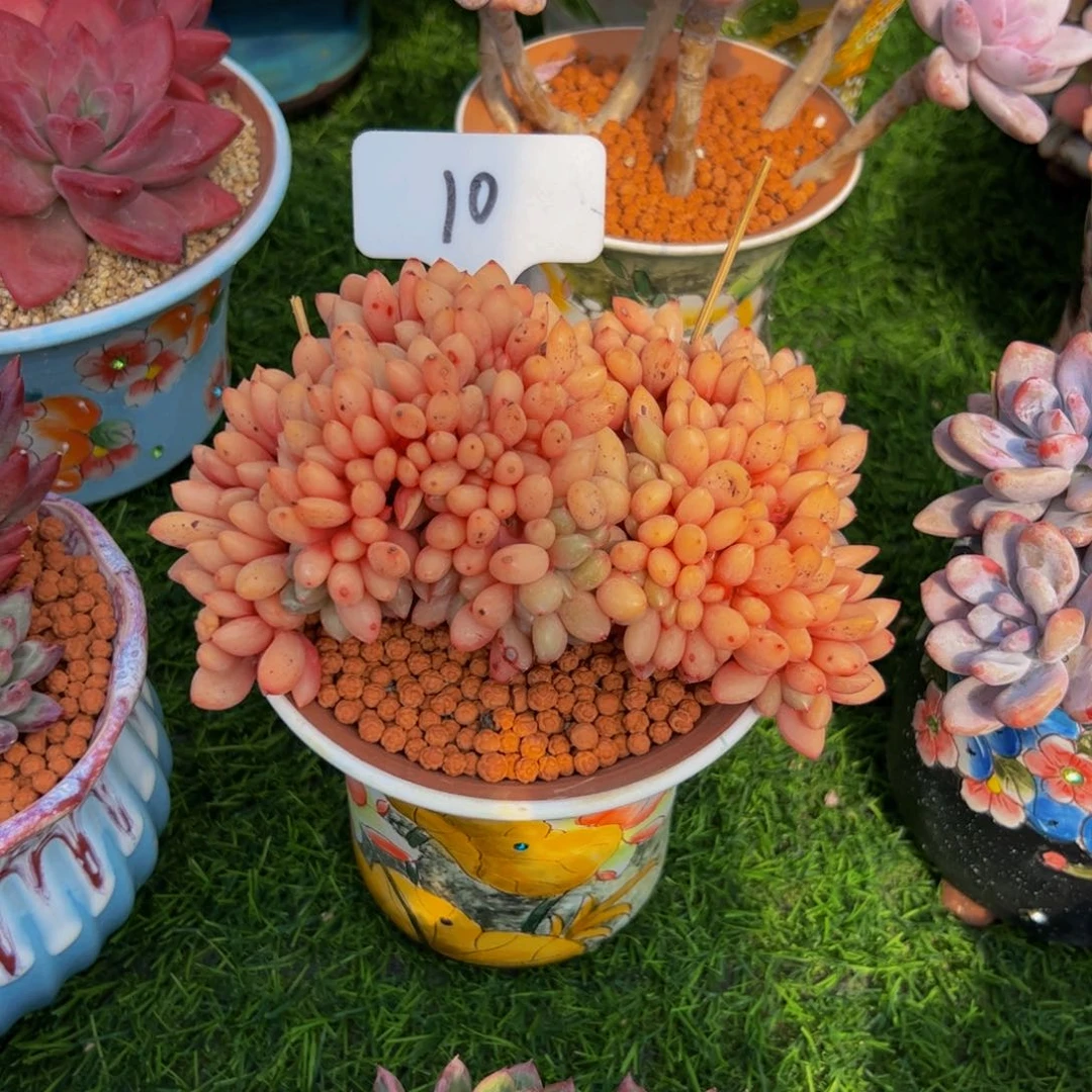 一****⁹桃花源缀多肉植物