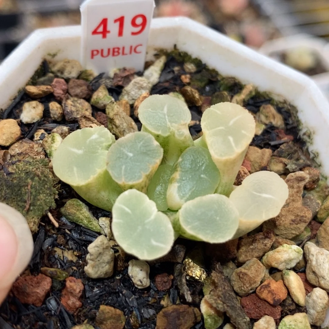419万象锦一物一拍