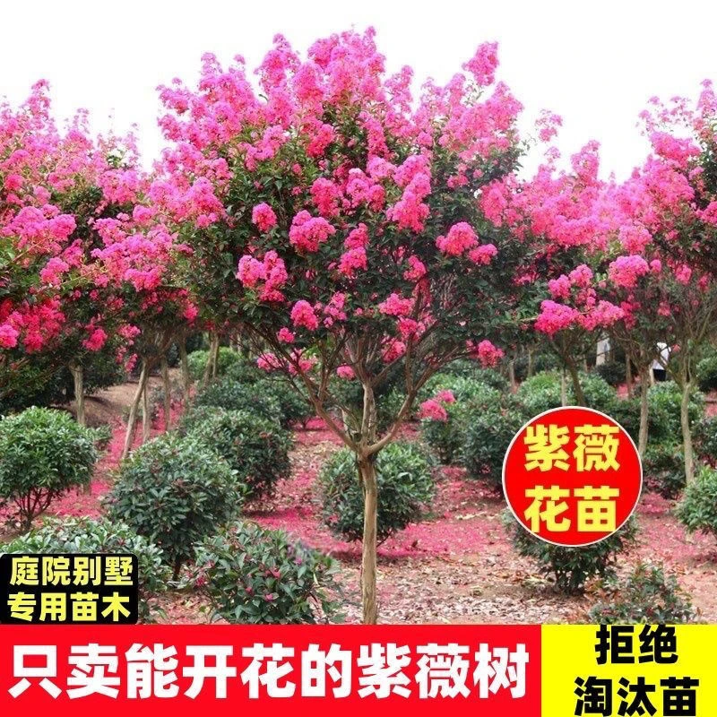 紫薇花苗紫薇树苗红花紫薇小苗百日红天鹅绒红火箭庭院种植紫薇苗