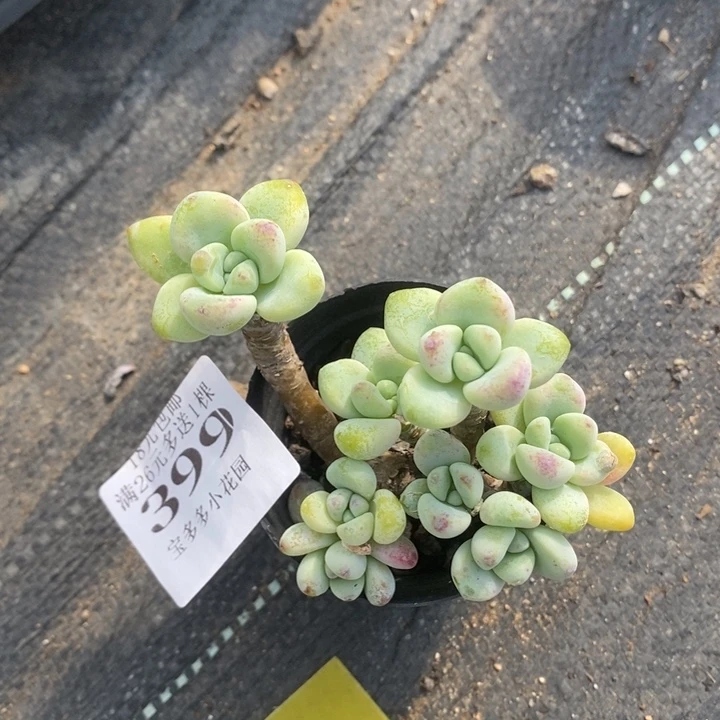 劳尔群一物一拍满18包邮满26送一颗多肉