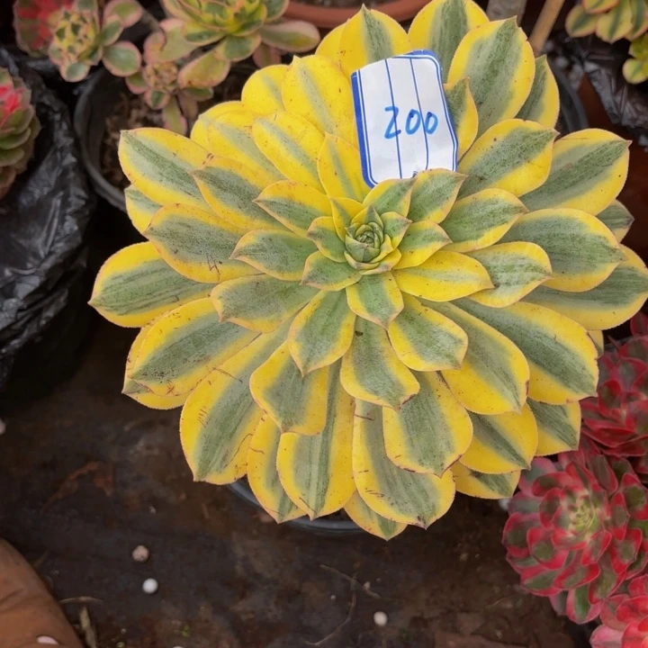 云南灿烂好看200号