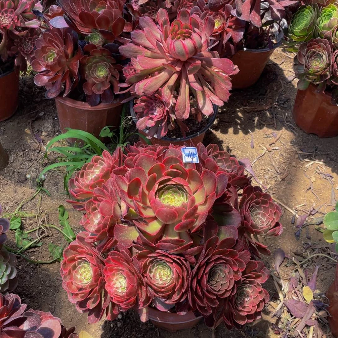 粉花妖14鲜花鲜花123