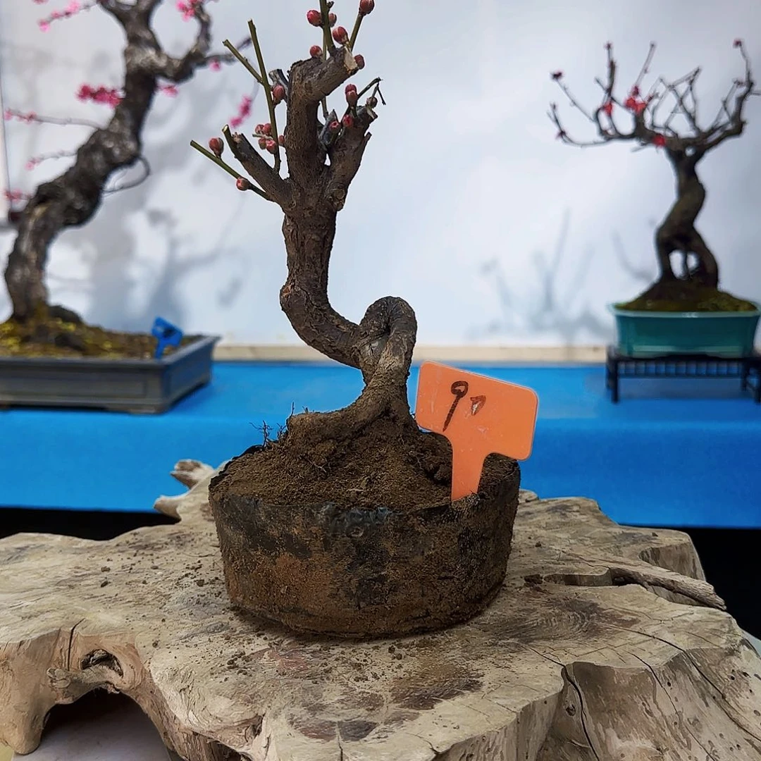 红陶宜****哥f g b n m m