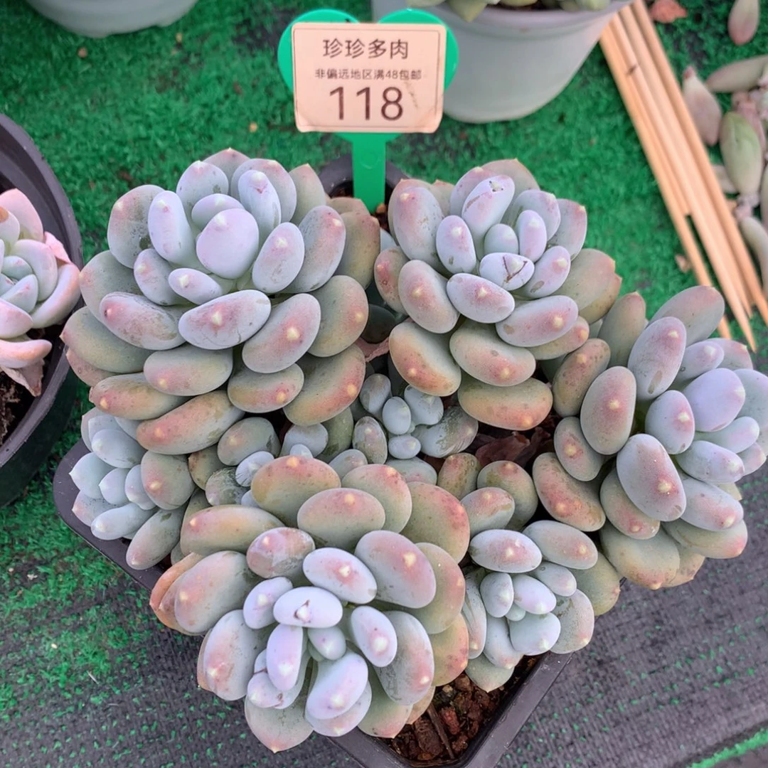咖啡美人老桩一物一拍