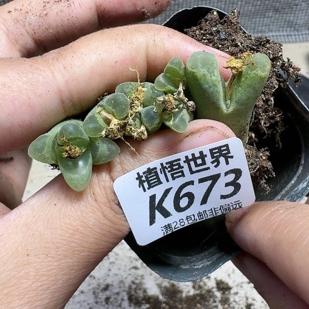 多肉W的人生热衷gb