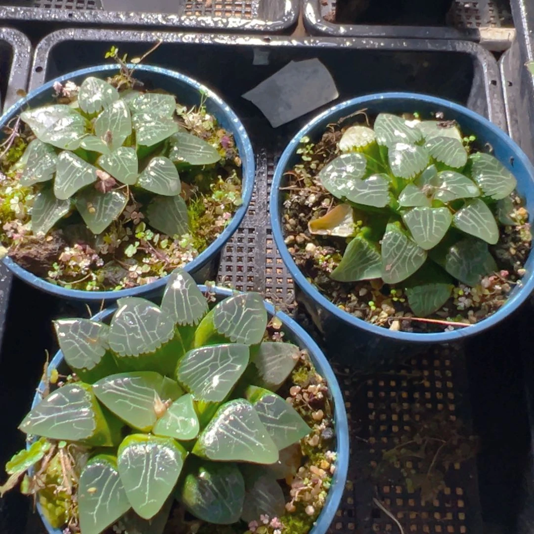 加仑盆月影母本一颗多肉