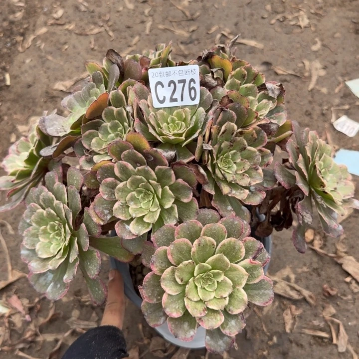 水墨……多肉植物……