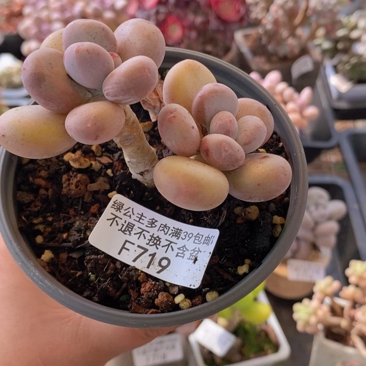 彩虹奶老桩719多肉植物