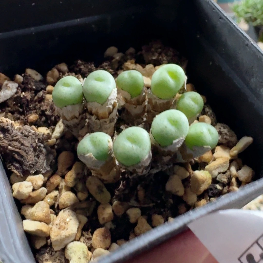 319紫花小锤带盆发货