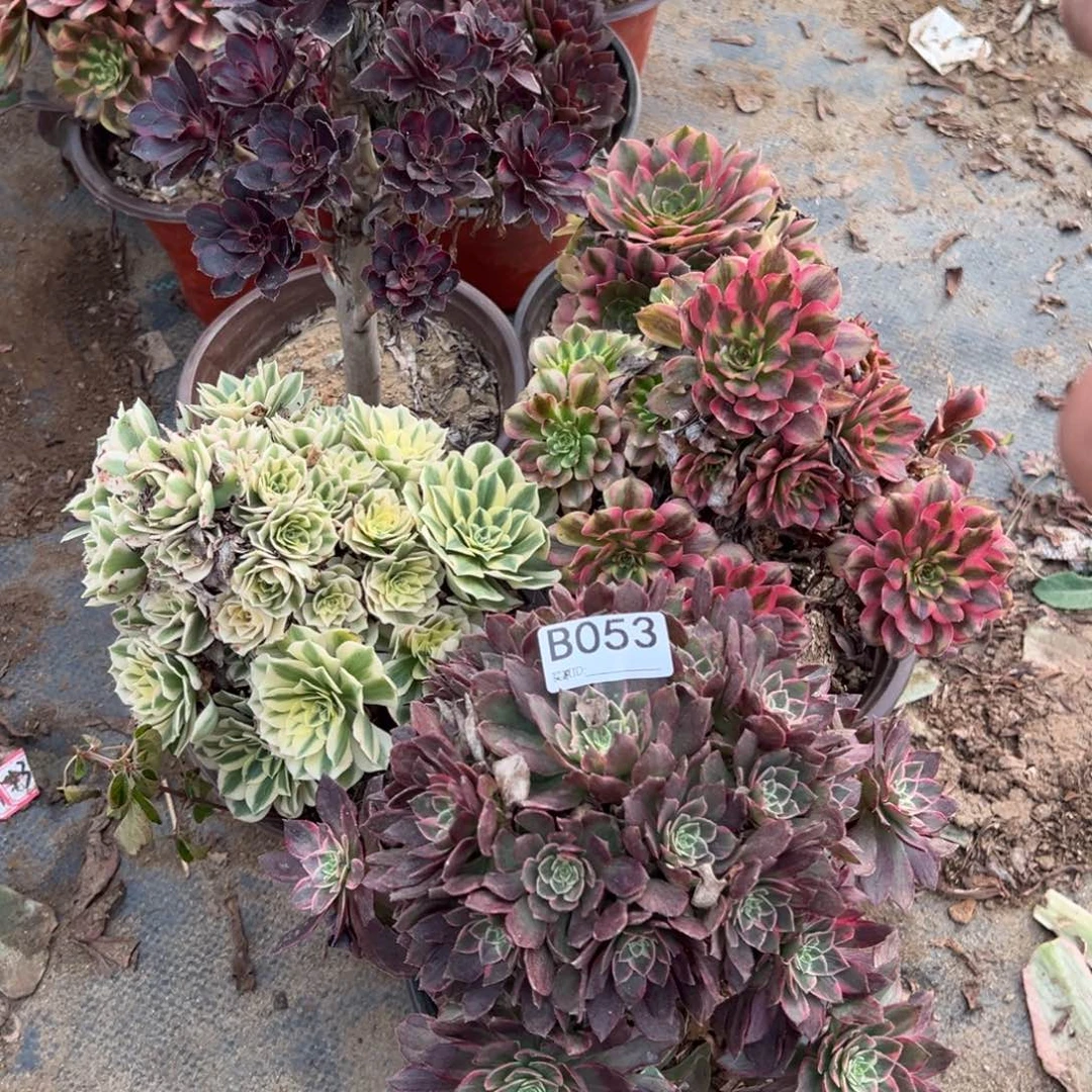053五颗组合多肉植物