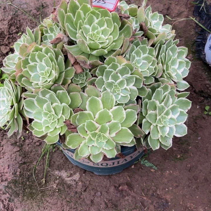 黑***皮525海王多肉植物法师