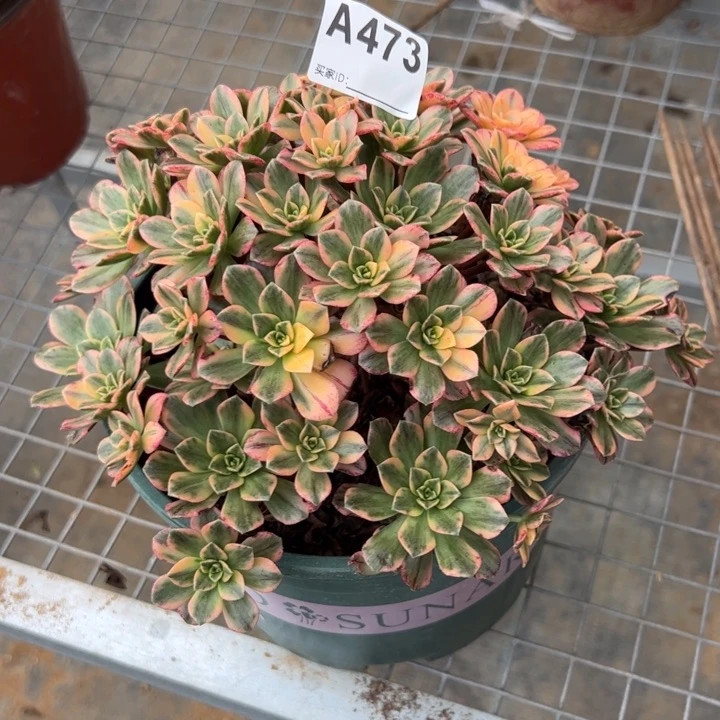 473甜茶20厘米左右